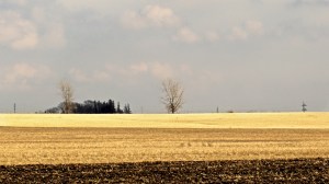 Anticipating Spring  25844